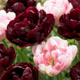 Tulipe Sweet Desire en mélange - 48 bulbes