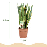 Green BoutiQ - Green is... Zimmerpflanzen - Sansevieria Laurentii - Bogenhanf - Pflegeleicht - Grün - 1 Pflanze - Topf 21cm - Höhe 70-80cm