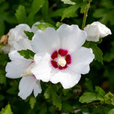 Green boutiQ - Gartenpflanze - Hibiscus syriacus Red Heart - Gartenhibiskus - Winterhart - Weiß - Rot - 3 Pflanzen - Topf 17cm - Höhe 45cm