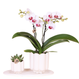 Kolibri Orchids | Geschenkset Retro Weiß | Weiße Gibraltar Orchidee Ø9cm + grüne Pflanze Ø6cm – inkl. Übertöpfe & weißes Tablett – frisch vom Züchter