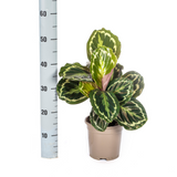 Calathea Medaillon Ø17cm - ↕40 - 50cm