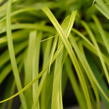 Green boutiQ - Ziergräser - Carex oshimensis Everillo - Gelb - 2 Pflanzen - Immergrün - Wenig Pflege - Topf 17cm Höhe 50cm