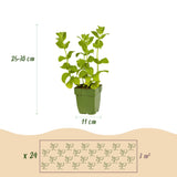 Green boutiQ - Staudenbeet-Paket - Teekräuter - 24 Stauden - 3 m2 - Verschiedene Farben - Wenig Pflege - Topf 11cm