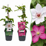 Clématites en duo rose et blanc - 4 plants