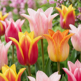 Tulipe fleur de lis Ballade en mélange - 96 bulbes