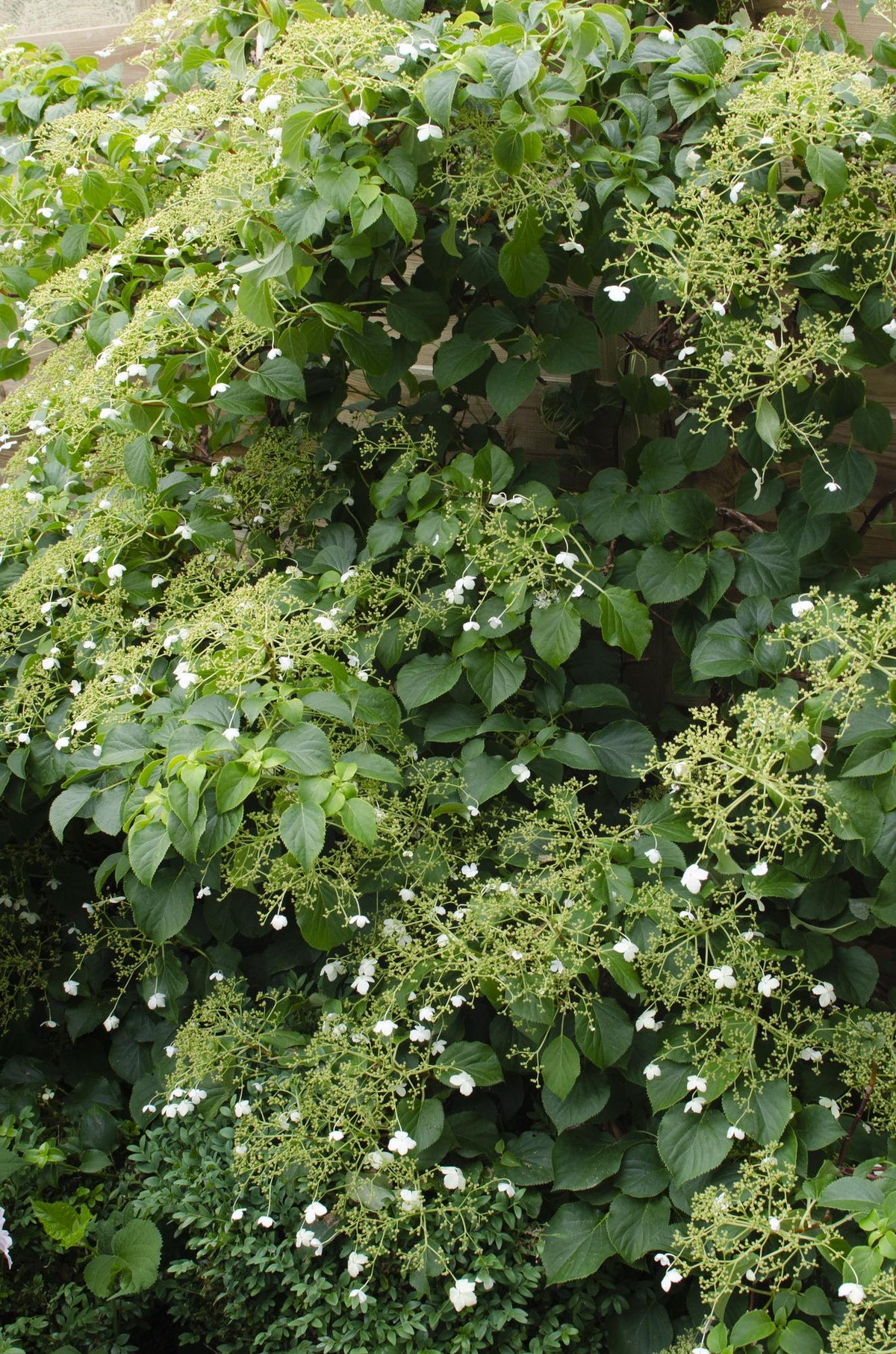 Hortensia grimpant - Hydrangea anomala subsp. petiolaris - H 65 cm, pot Ø15 cm - photo 5