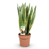 Green BoutiQ - Green is... Zimmerpflanzen - Sansevieria Laurentii - Bogenhanf - Pflegeleicht - Grün - 1 Pflanze - Topf 21cm - Höhe 70-80cm