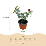 Green boutiQ - Gartenrose - Rosa Rote The Fairy - Rose - Winterhart - Rot - 3 Pflanzen - Topf 12cm - Höhe 20-25cm