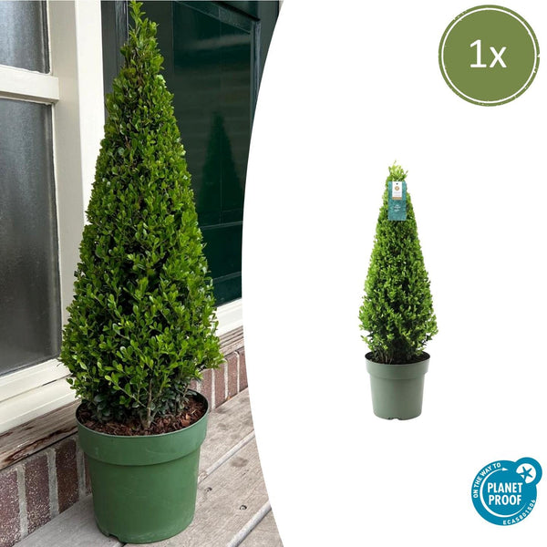 1x Ilex Pyramide 55 cm hoch | Ø 21 cm
