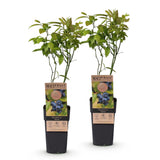 Myrtillier Patriot - H 50 cm, pot Ø15 cm