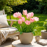 Green boutiQ - Blumenzwiebeln - Tulpe Double Pink - Farbe Rosa - 12 Stück - Zwiebelgröße 11/12 - XXL Pack