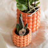 Kolibri Company | Pflanzenset Poppy Orange | Orange Phalaenopsis Orchidee Jamaica und Sukkulente inkl. Keramikübertöpfe