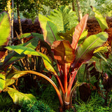 Green boutiQ - Obstpflanze - Bananenpflanze - Ensete ventricosum Maurelli - Winterhart - 6 Pflanzen - Topf 17cm Höhe 40cm