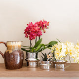 Orchidée Phalaenopsis jaune Botanic Yellow - H 20 cm, pot Ø9 cm
