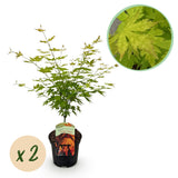 Green boutiQ - Terrassenpflanze - Japanischer Ahorn - Acer palmatum Orange Dream - Orange - 2 Pflanzen - Laubabwerfend - Topf 19cm Höhe 70cm