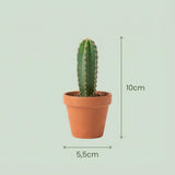 Mini-Kakteen-Mix – 3 Stück – Ø 8,1 cm – Höhe: 5-10 cm – Terrakotta-Töpfe