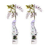 2x Blauregen 'Caroline' - ↨65cm - Ø15