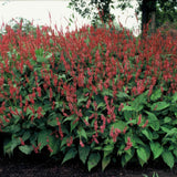 Persicaire amplexicaule en godet - Persicaria amplexicaulis - H 10-25 cm, pot Ø9 cm - photo 6