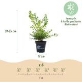 Green boutiQ - Buxus-Hecke - BetterBuxus Babylon Beauty - Resistent gegen Buchsbaumkrankheiten - 12 Pflanzen - 2 laufende Meter - Topf 13cm Höhe 30-35