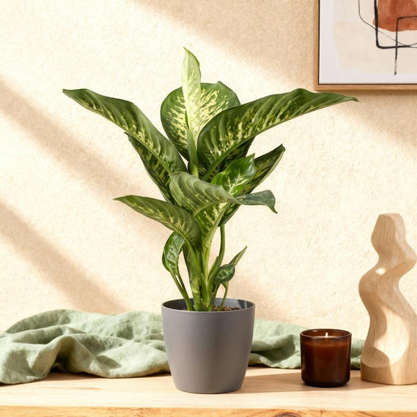 Green BoutiQ - Zimmerpflanzen - Dieffenbachia Tropic Snow - Dieffenbachia - Pflegeleicht - Grün - 1 Pflanze - mit Topf Grau - Topf 21cm - Höhe 90-100cm