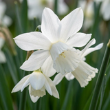 Narcisse botanique blanc en mélange
