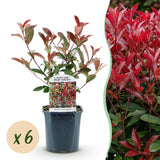 Green boutiQ - Heckenpflanzen - Photinia fraseri Carre Rouge - grün rot - 6 Pflanzen - 1 lfm - immergrün - Topf 17cm Höhe 55cm