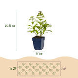 Green boutiQ - Staudenbeet-Paket - Duftend - 24 Stauden - 3 m² - Verschiedene Farben - Pflegeleicht - Topf 11cm