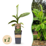 Green boutiQ - Fruitpflanze - Japanische Faserbanane - Musa Basjoo - Winterhart - 2 Pflanzen - Topf 15cm Höhe 50cm