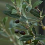 Künstlicher Olivenbaum H65cm Topf inklusive