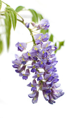 Wisteria sinensis 'Prolific' – Chinesischer Blauregen – Ø15cm – ↕65cm