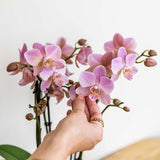 Kolibri Orchids | Altrosa Phalaenopsis Orchidee - Jewel Treviso - Topfgröße Ø9cm | blühende Zimmerpflanze - frisch vom Züchter