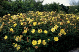 Millepertuis Peter Dummer en godet - Hypericum x dummeri - H 10-25 cm, pot Ø9 cm - photo 6