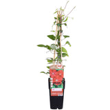 Waldrebe Hagley Hybrid - Waldrebe Rot - Ø15cm - ↕65cm