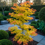 Green boutiQ - Terrassenpflanze - Japanischer Ahorn - Acer palmatum Orange Dream - Orange - 2 Pflanzen - Laubabwerfend - Topf 19cm Höhe 70cm
