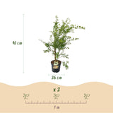 Érable du Japon Metamorphosa - H 90 cm, pot Ø26 cm