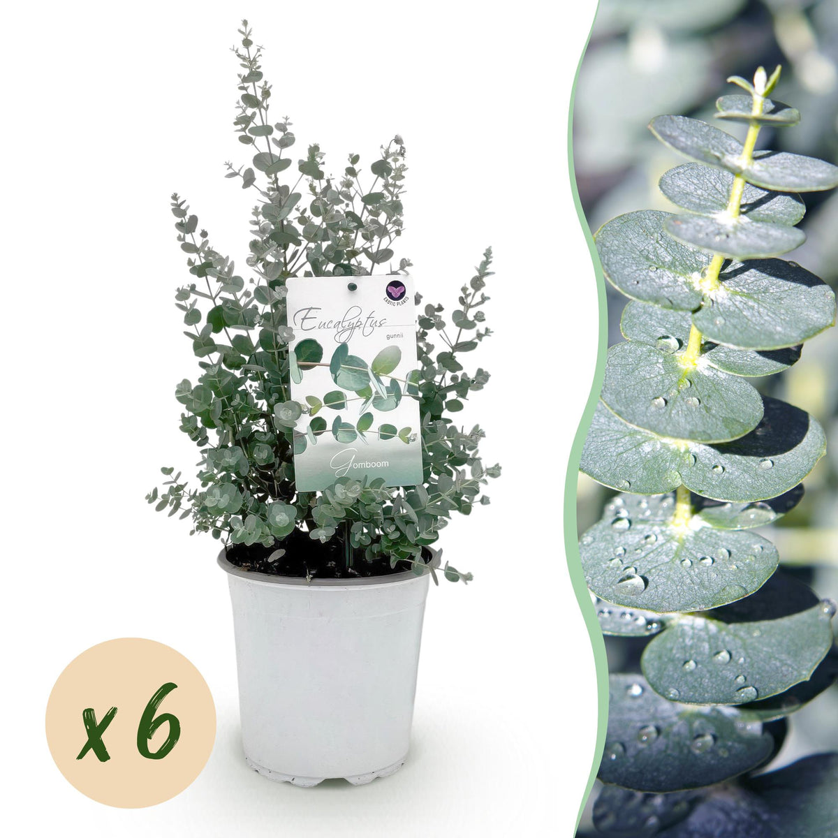 Green boutiQ - Terrassenpflanze - Eukalyptusbaum - Eucalyptus gunnii - Grau - 6 Pflanzen - Winterhart - Topf 17cm Höhe 40cm