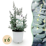 Green boutiQ - Terrassenpflanze - Eukalyptusbaum - Eucalyptus gunnii - Grau - 6 Pflanzen - Winterhart - Topf 17cm Höhe 40cm