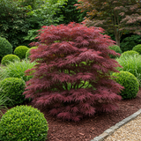 Green boutiQ - Terrassenpflanze - Japanischer Ahorn - Acer palmatum Sumi-nagashi - Rot - 2 Pflanzen - Laubabwerfend - Topf 19cm Höhe 70cm