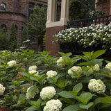 Hortensia Endless Summer The Bride - Hydrangea macrophylla - H 20-25 cm, pot Ø14 cm - photo 5