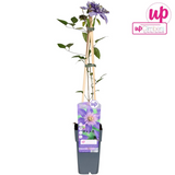 Waldrebe Multi Blue - Clematis Blauw - Ø15cm - ↕65cm