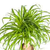 Beaucarnea Recurvata Stamm mit Korb Ø21cm - ↕60 - 80cm