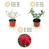 Green boutiQ - Gartenrose - Rosa Rote The Fairy - Rose - Winterhart - Rot - 3 Pflanzen - Topf 12cm - Höhe 20-25cm