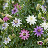 Passiflores arc-en-ciel - lot de 12 plants - pot Ø9 cm