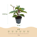 Green boutiQ - Gartenpflanze - Hydrangea paniculata Living Infinity - Rispenhortensie - Winterhart - Weiß - 1 Pflanze - Topf 12cm - Höhe 20-30cm