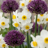 Mélange de bulbes pour jardin sec - calibre 10/12