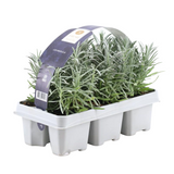 1x 6er-Pack Lavendel angustifolia – 6 x Ø7 cm – ↕15 cm