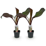 Green boutiQ - Fruitplant - Bananenpflanze - Ensete ventricosum Maurelli - Winterhart - 2 Pflanzen - Topf 12cm Höhe 30cm