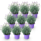 Lavande Munstead - Lavandula angustifolia - H 15-25 cm, pot Ø12 cm - photo 2