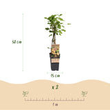 Groseillier blanc Witte Parel - Ribes rubrum - 2 plants - H 50 cm, pot Ø15 cm