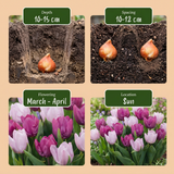 Tulipe Prince en mélange